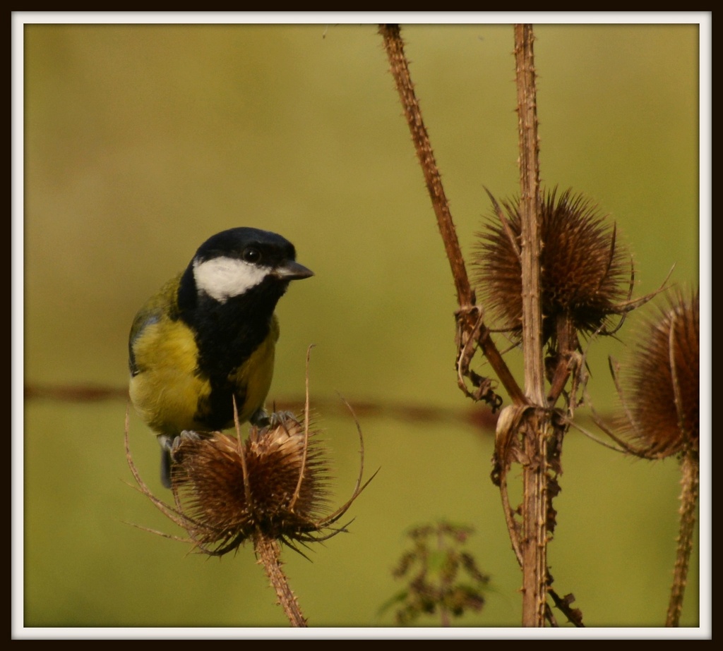 Teasels are tasty by rosiekind