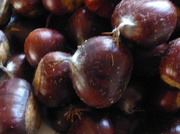 25th Oct 2013 - a small harvest of chestnuts