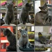 Kittens for sale by parisouailleurs