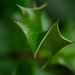 Prickly Holly Leaf by ziggy77