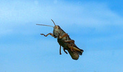 10th Oct 2013 - Grasshopper