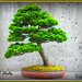 Bonsai Tree by vernabeth