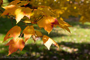 25th Oct 2013 - Falling Leaves