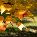 Falling Leaves by cdonohoue