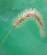 25th Oct 2013 - Plume of grass