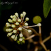 Castor Oil Flower by tonygig
