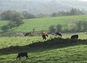 25th Oct 2013 - Just some cows