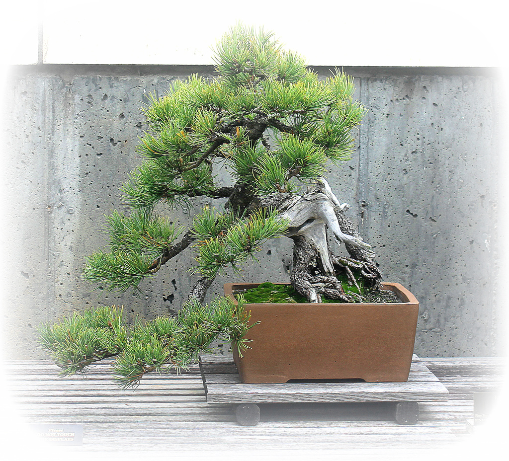 Pine Bonsai by vernabeth