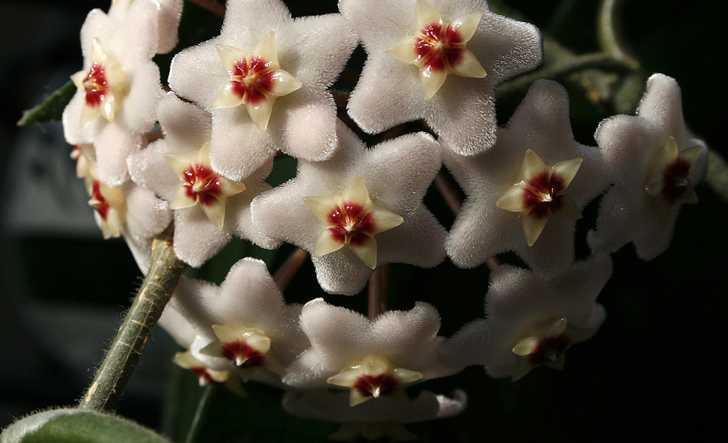 Hoya Plant by pdulis