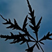 Acer palmatum by byrdlip