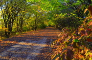25th Oct 2013 - The Magical Flint Hills Nature Trail