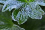 25th Oct 2013 - Frost