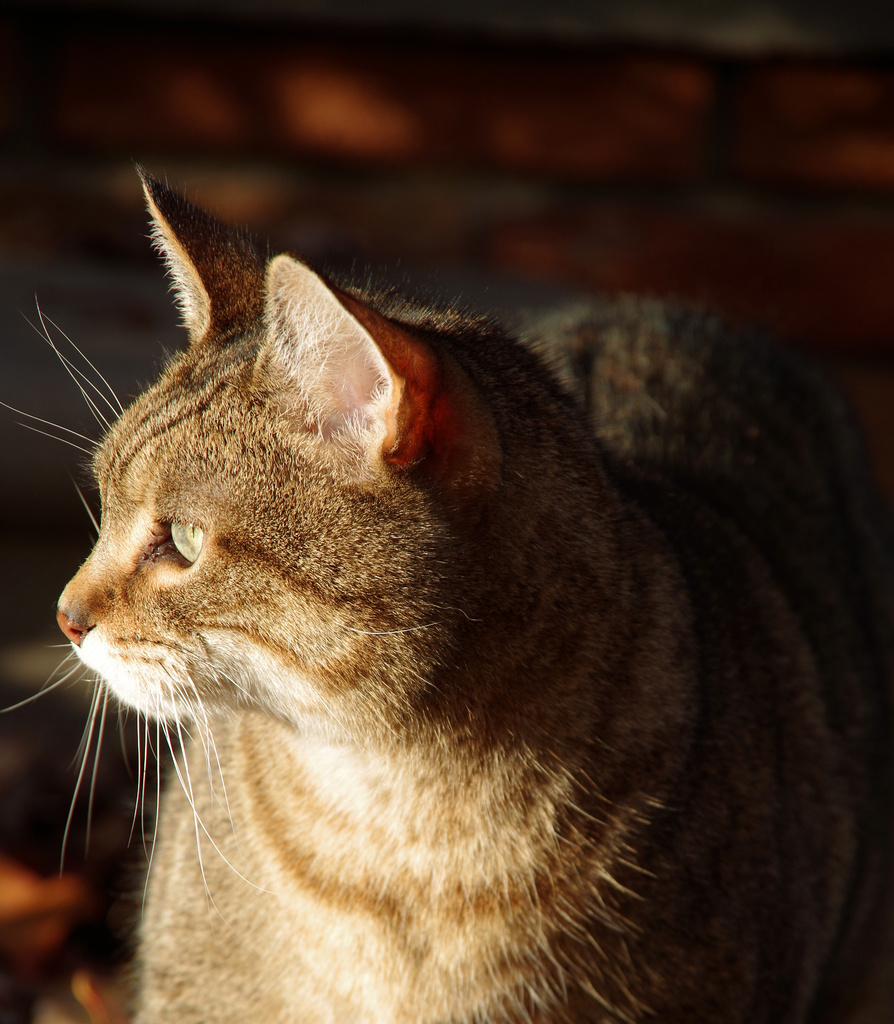 Rusty in the sun outside by houser934