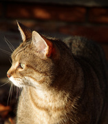 24th Oct 2013 - Rusty in the sun outside