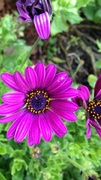 25th Oct 2013 - asters . . . 