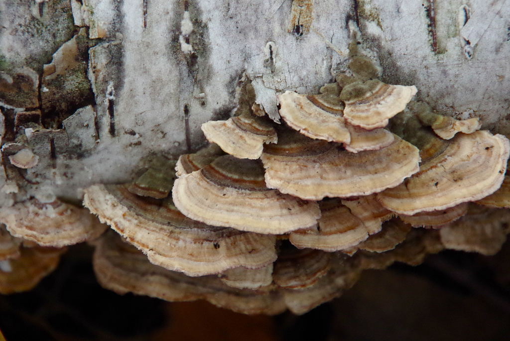 Fungus on Tree 2 by houser934