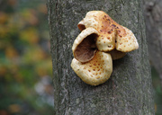 20th Oct 2013 - Fungus on Tree 1