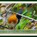 26th October 2013 Thank you Mr Robin by pamknowler