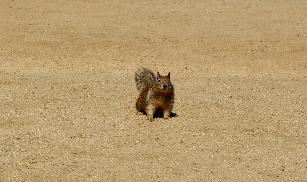 Ground Squirrel by salza