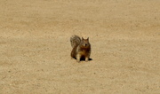 20th Mar 2013 - Ground Squirrel