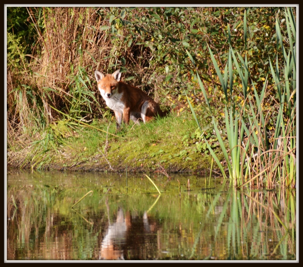 Another one of Mr Fox by rosiekind