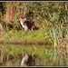 Another one of Mr Fox by rosiekind