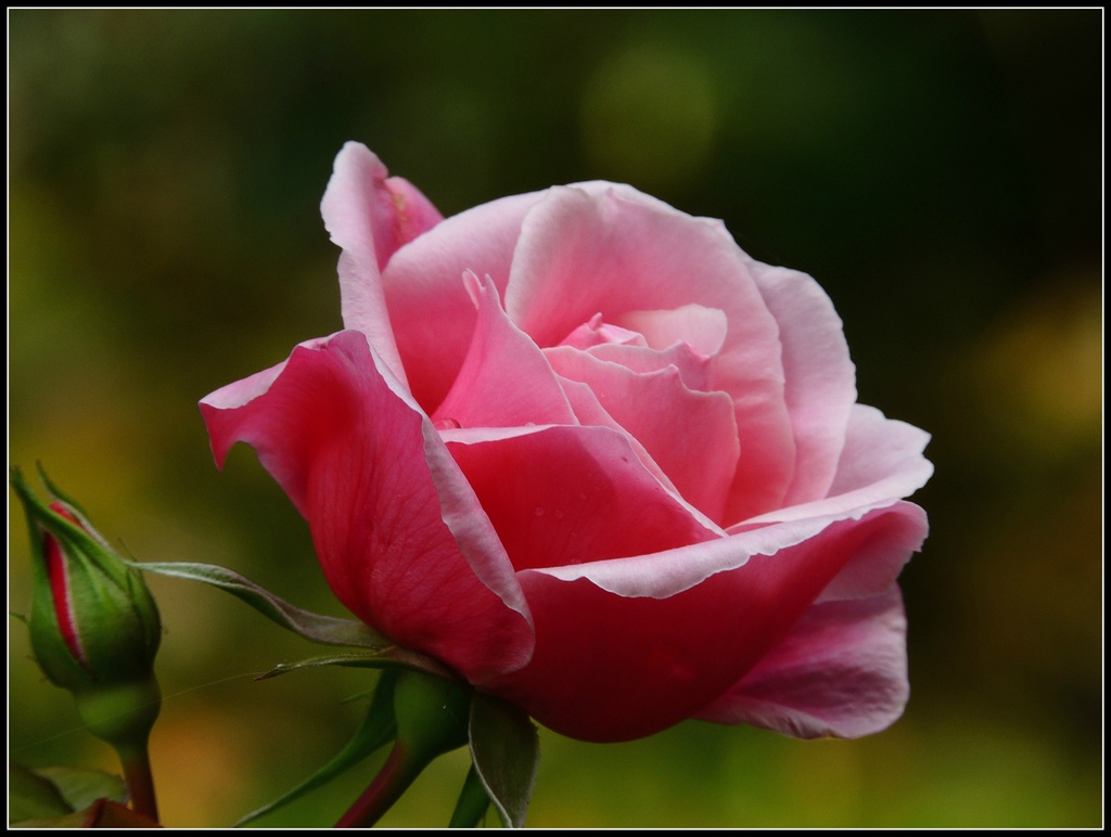 Rosie's rose by rosiekind