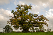 26th Oct 2013 - Ancient Pedunculate Oak Tree - 26-10