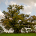 Ancient Pedunculate Oak Tree - 26-10 by barrowlane