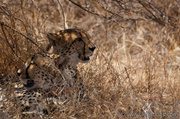18th Oct 2013 - Cheetah Tracking