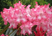 27th Oct 2013 - Rhododendron 'Rainbow'