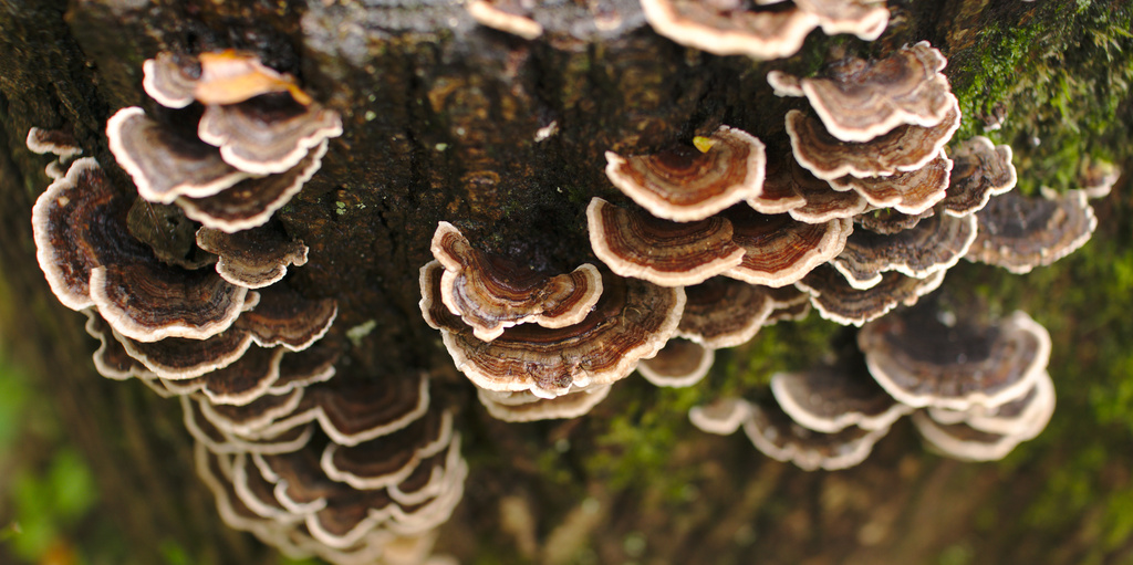 Bracket fungi by darkhorse