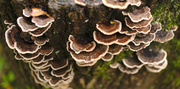26th Oct 2013 - Bracket fungi