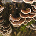 Bracket fungi by darkhorse