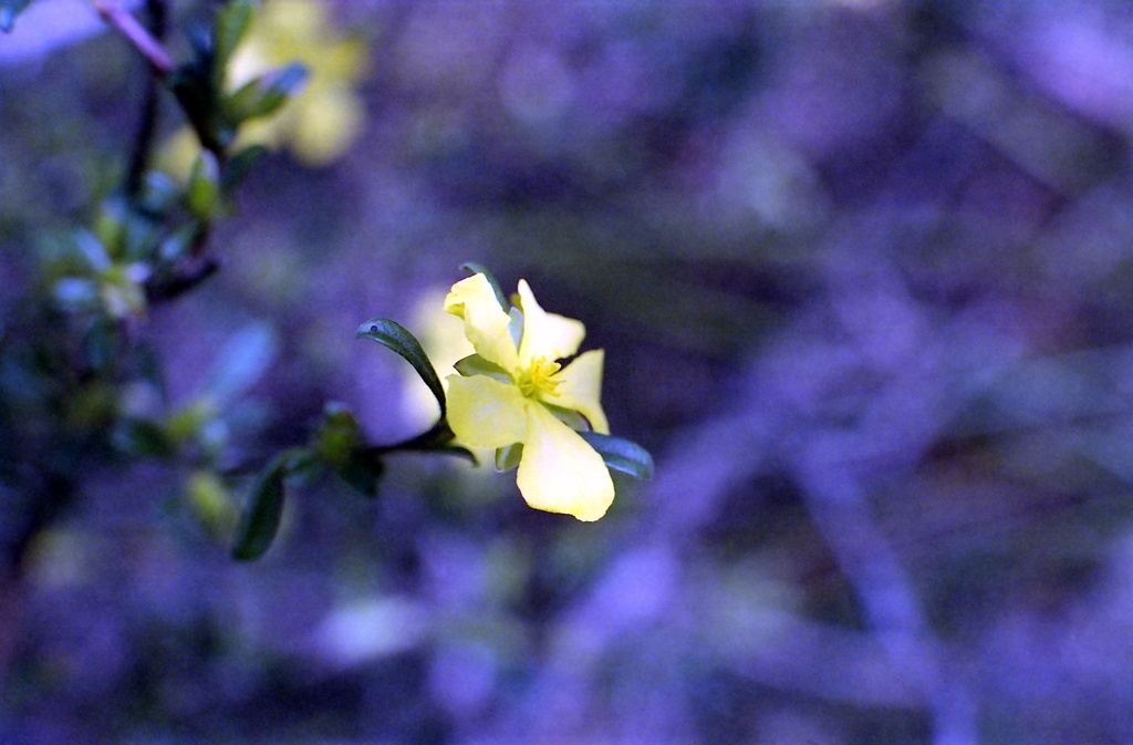 Trailing guinea flower  by peterdegraaff