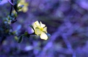 25th Oct 2013 - Trailing guinea flower 