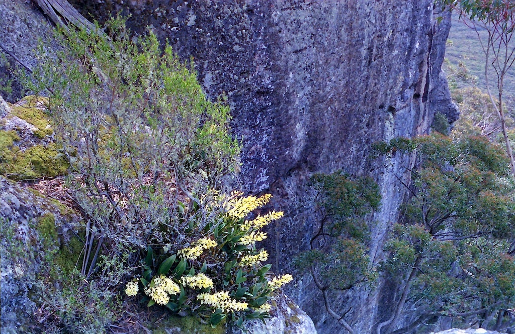 Rock orchids by peterdegraaff