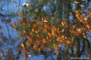 26th Oct 2013 - Impressionism in the Water
