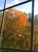 1st Oct 2013 - Window to the season.....