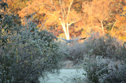 26th Oct 2013 - Flying on a Frosty Morning