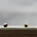 Acorns in a Row by darylo