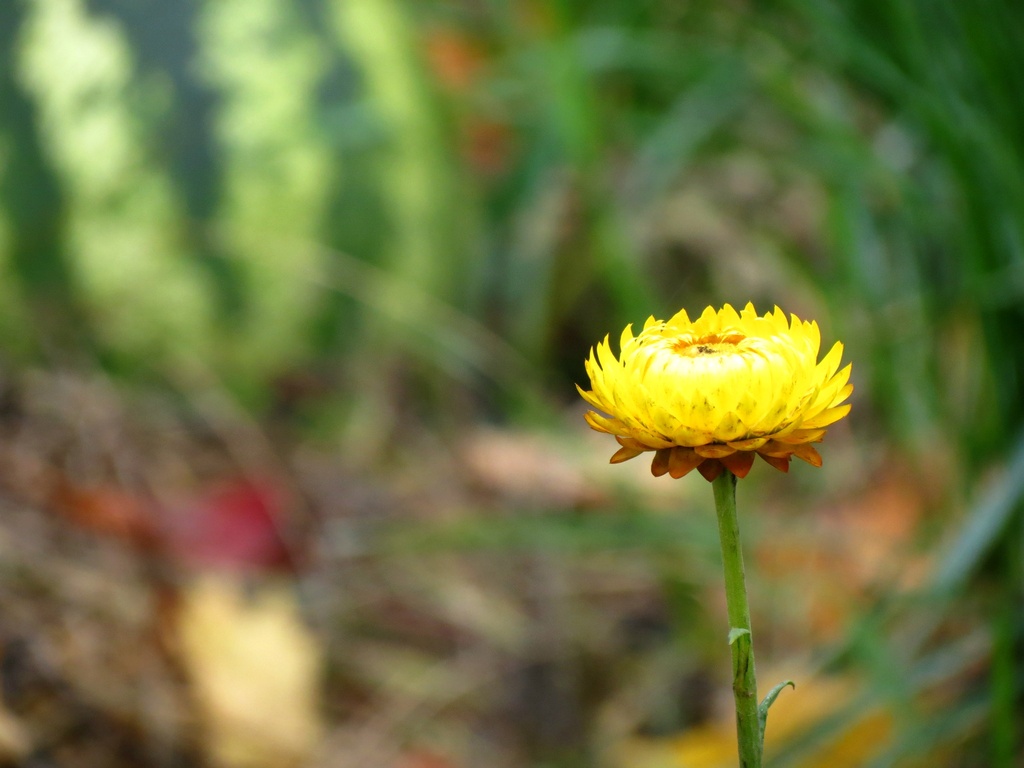 Jenny's Strawflower by juliedduncan