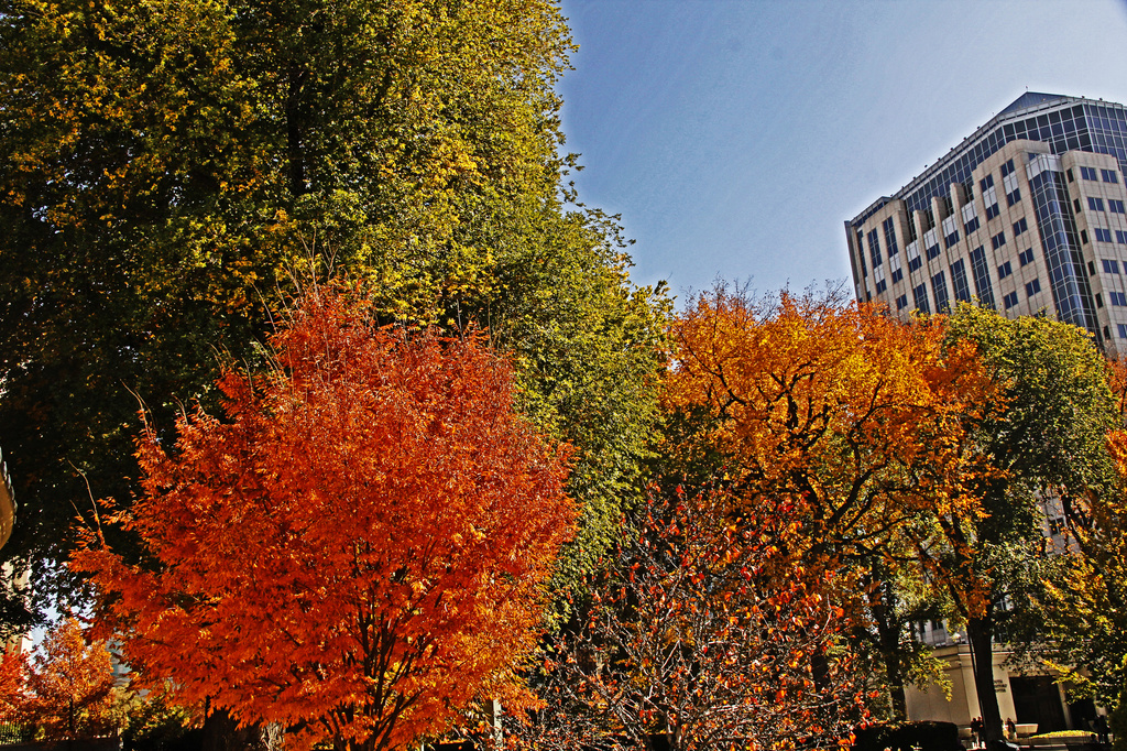 Fall in Salt Lake City by hjbenson