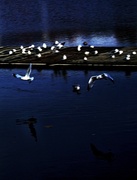 26th Oct 2013 - See! Gulls!