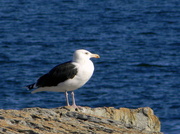24th Oct 2013 - Seagull Sentry