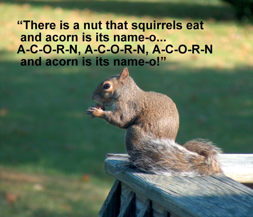 Who said squirrels don't sing...... by homeschoolmom