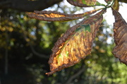 30th Oct 2013 - The Dying Leaf