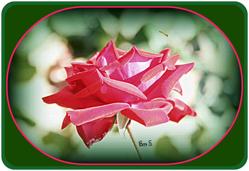 The Rose by vernabeth