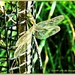 Southern Hawker Dragonfly(best viewed large for detail) by carolmw