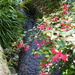 A garden stream by jeff